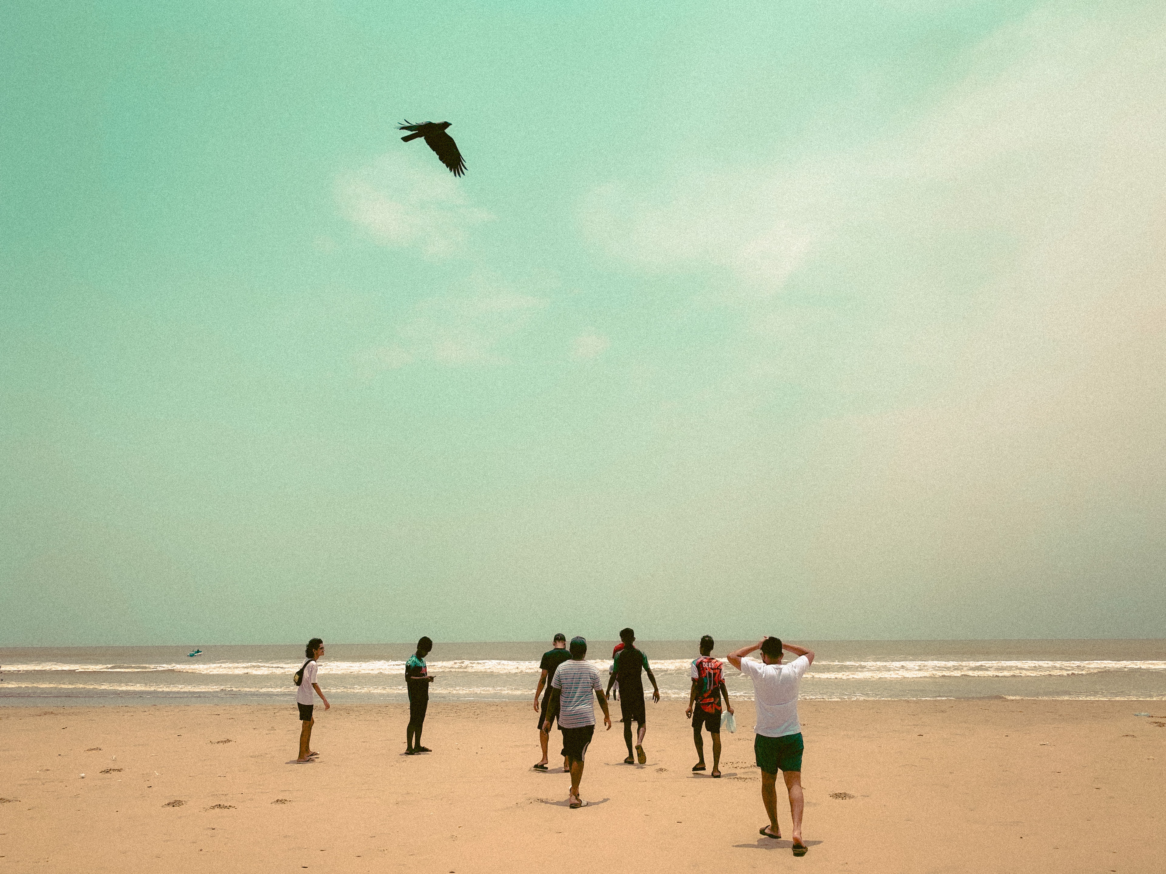 People walking toward the sea beneath a flying bird