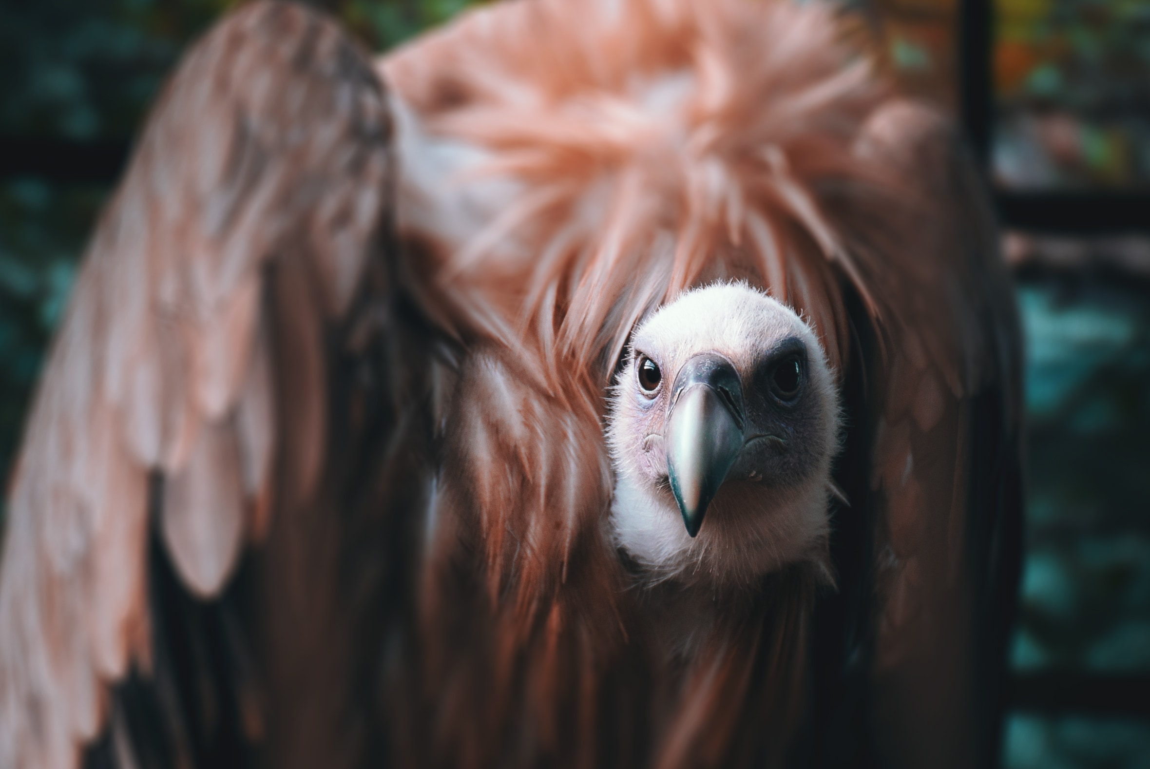 A vulture looking directly into the camera