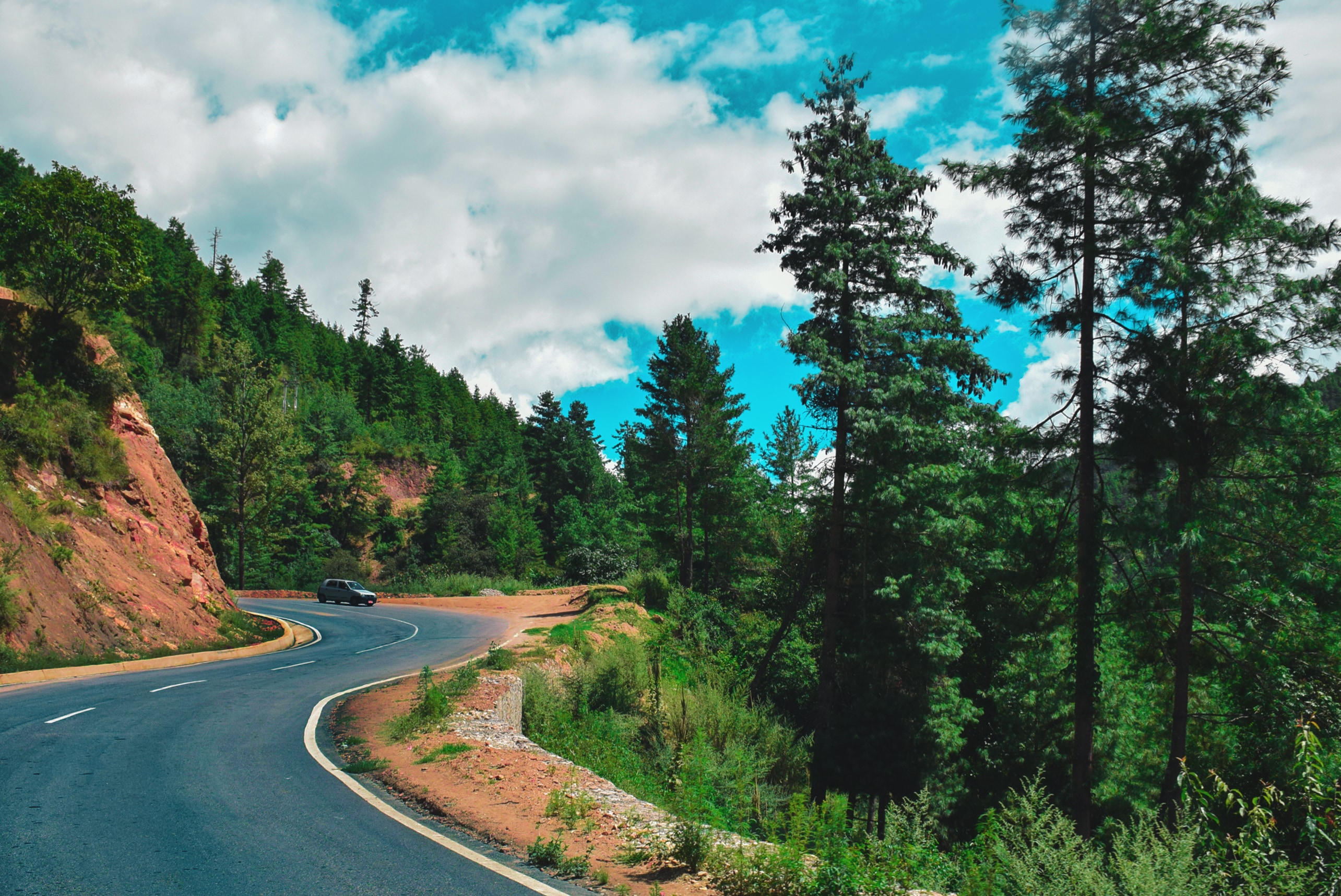A winding mountain road through pine trees