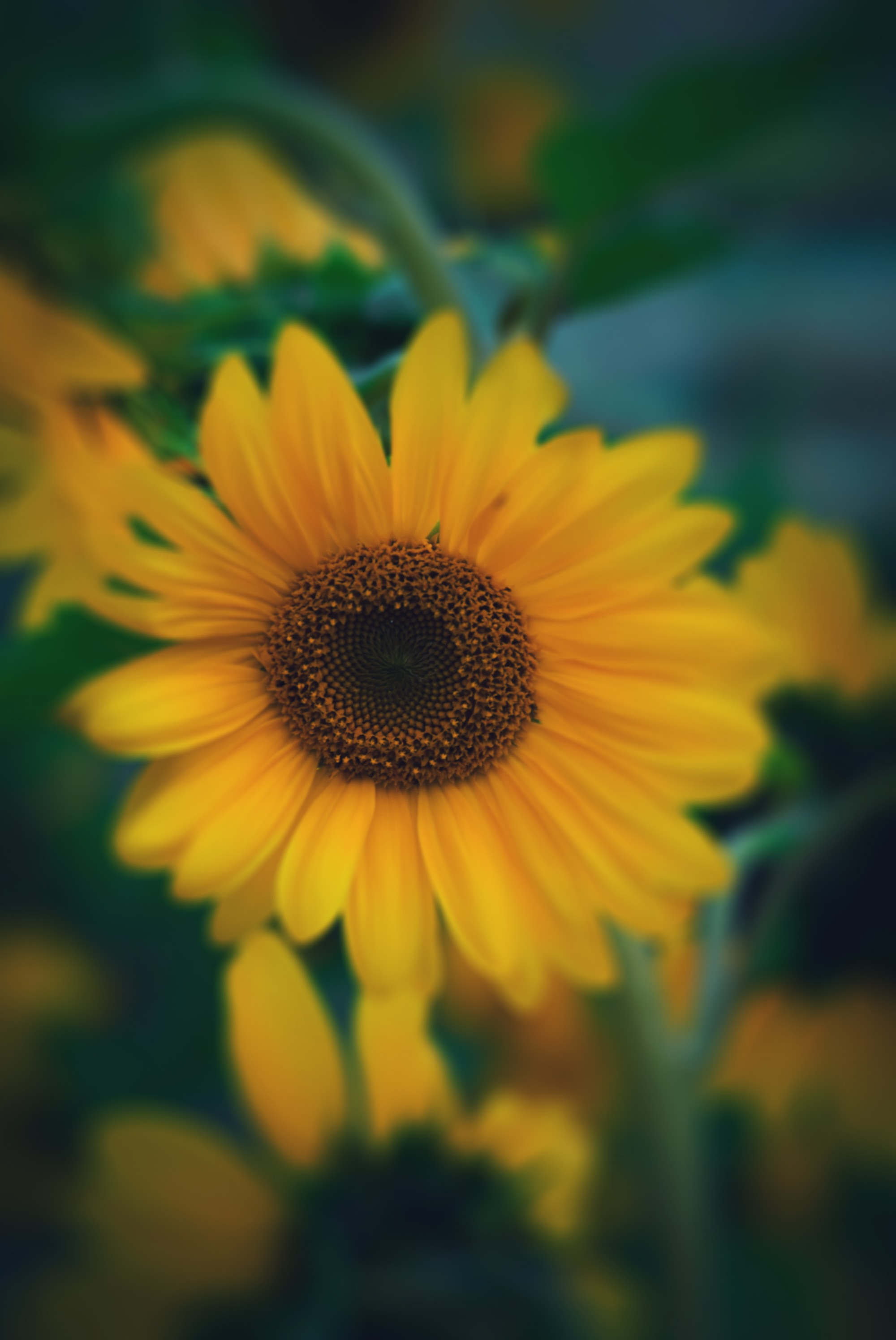 A yellow sunflower in soft focus